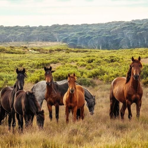 Horses in the wild